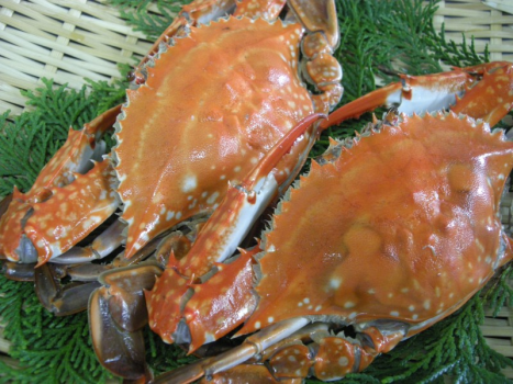 ［茹でワタリガニ］伊勢湾でカニといえばこれ。近年漁獲が減りつつあるが、塩茹では絶品。ビールにもよく合う^^
