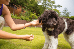 ワンちゃんOK！ミニドッグラン付きトレーラーハウス