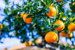 ★【期間限定10/1～12/22】🍊無料みかん狩り体験付き🍊グランピングBBQ＋地ビール飲み放題プラン～伊豆半島の自慢のご当地食材に舌鼓。オーシャンビューの絶景ロケーションと温泉に癒される至極のご滞在～