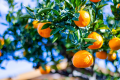 ★【期間限定10/1～12/22】🍊無料みかん狩り体験付き🍊グランピングBBQ＋地ビール飲み放題プラン～伊豆半島の自慢のご当地食材に舌鼓。オーシャンビューの絶景ロケーションと温泉に癒される至極のご滞在～