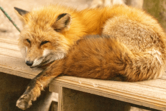 【1泊2食】キツネと自然に癒される。キツネ村観光付きグランピングステイ＜ドリンクインクルーシブ付き＞