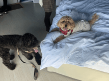 【ペット可】スタンダートドーム＜デッキ付｜専有124平米＞