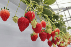 甘さ抜群のイチゴを30分狩り＆食べ放題！ご家族、ご友人グループでお楽しみください♪