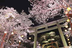 鬼怒川温泉夜桜ライトアップをお楽しみください