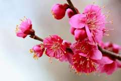 【早春の鬼怒川】2～3月の鬼怒川温泉は楽しいイベント盛りだくさん！冬の寒さをほっこり癒す限定プランです