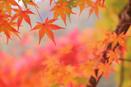 【季節の風景】［秋］