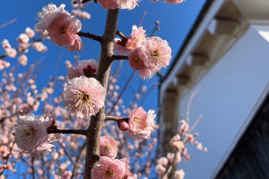 【季節の風景】［春］