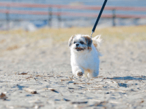 ワンちゃんと近隣の海水浴場でお散歩をお楽しみいただけます