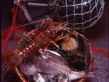 とれたてピチピチの食材を用いた料理長おまかせメニュー