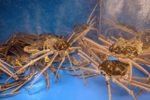 【夕・朝食付】越前がにフルコース堪能プラン〜夕陽の見える海鮮宿「大平庵」で味わう至福のひととき〜