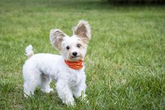 わんちゃんと一緒にご宿泊可能！