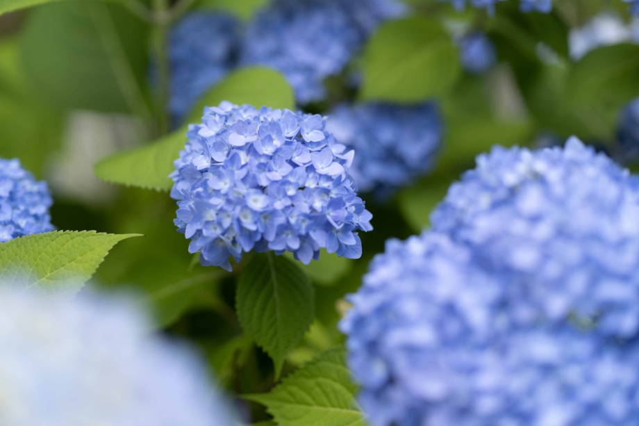 【敷地内の日本庭園】6月ごろには紫陽花を愉しむことができます 【敷地内の日本庭園】6月ごろには紫陽花を愉しむことができます