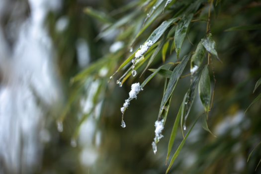 【敷地内の日本庭園】冬は年に数回積もる雪景色を愉しむことも
