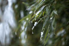 【敷地内の日本庭園】冬は年に数回積もる雪景色を愉しむことも