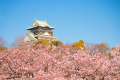徒歩約3分で行ける大阪城公園へ桜狩りしてみませんか？