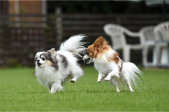 ■ドッグヴィラ■＜Pet Friendly＞-天然温泉＆サウナ・71㎡・1棟貸切ヴィラ-