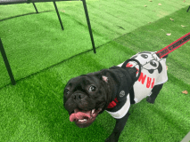 【10:00~13:00】4名～愛犬ノーリードOK！大人数でも広々"柵付きプライベートガーデンサイト