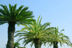 【午前の部11:00-13:00  屋根付き海が見えるお席】シーサイドガーデンソファサイト