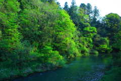 客室から望む渓谷の景色