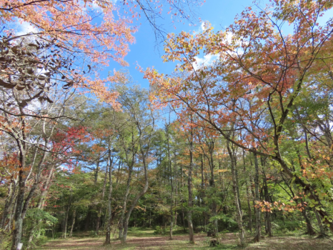 紅葉時期（10月中旬ごろ）の林間エリア。