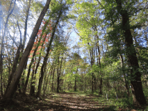 ワイルドエリア