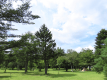 夏の芝生エリアの雰囲気。青々としたフィールド。芝生が気持ちいい季節です。