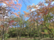紅葉時期（10月中旬ごろ）の林間エリア。