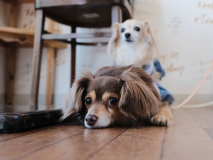 ペットプラン(画像はイメージです）