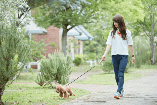 ハウステンボスを愛犬と一緒にお楽しみください。