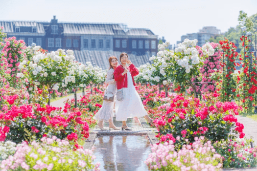 見渡す限りのバラの絶景に包まれて思い出の一枚を。（※昨年の様子）