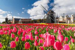 フラワーロードには色とりどりのチューリップが咲き誇ります。（※昨年の様子）