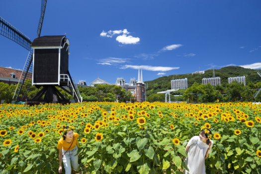 360度どこを見渡しても、広がるひまわりの雄大な景色。