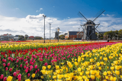 カラフルな色に惹かれる100万本のチューリップ（※昨年の様子）