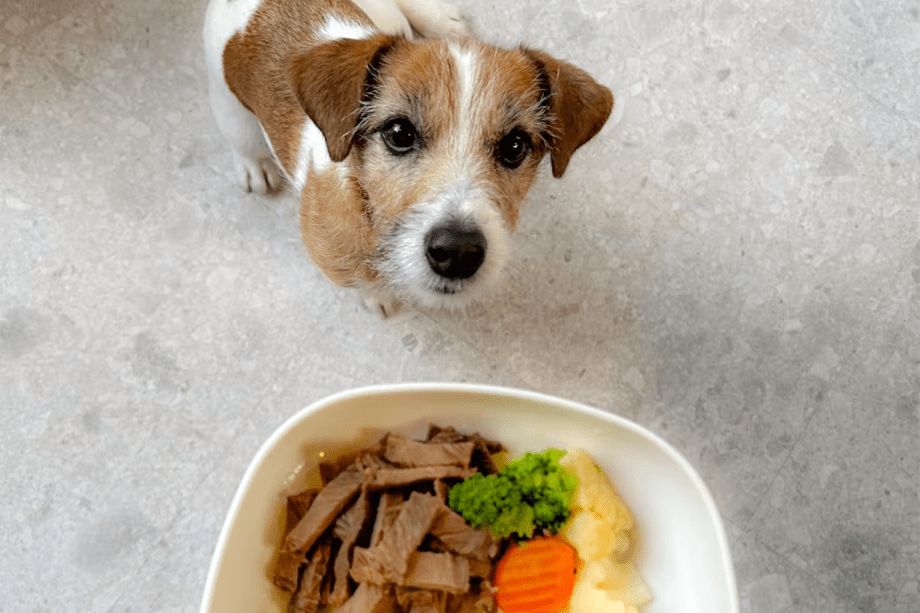 ❀【インスタ限定・第2弾】わんちゃん棟増設キャンペーン❀「最大20％OFF」＆わんちゃん用のお食事・頭数分プレゼント♪～【選べるお食事】