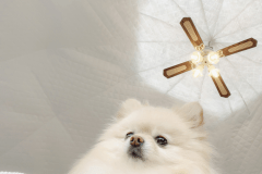 ≪Dog Suite≫291.4㎡・7M dome-shaped tent