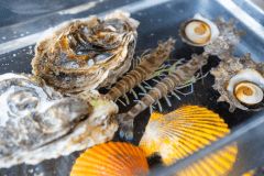 【磯あそび会席】跳ね上がる車海老や想像以上に大きな岩ガキを、炭火で一番おいしい状態に焼き上げます！