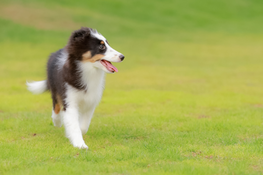 ■ドッグスイート■110㎡＜Pet Friendly＞-天然温泉・サウナ・ドッグラン・プール-