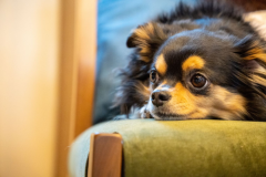 【Dog Dome with Pool and Sauna】4 beds・38㎡ <Pet-friendly> - Sauna・Natural onsen – 【Dog Dome with Pool and Sauna】4 beds・38㎡ <Pet-friendly> - Sauna・Natural onsen –
