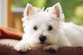 ■ドッグヴィラ■85㎡＜Pet Friendly＞-天然温泉-
