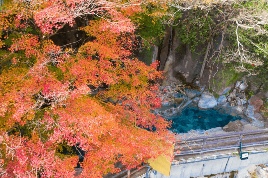 露天風呂にかかるもみじ。　温泉の故の暖かさでしょうか・・・なかなか紅葉しません。ただ時を迎えると青々としていた葉が瞬く間に赤く染まり落葉します。
摂津峡で一番見頃が短いもみじですね。(2020年12月撮影)