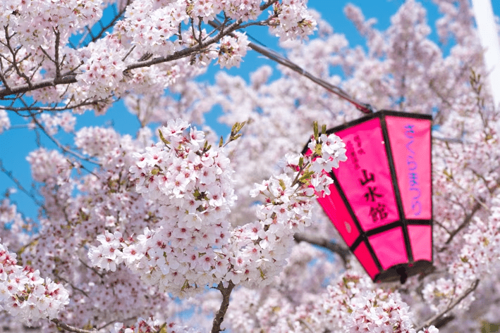 摂津峡公園には3000本の桜が植わっています。一斉に咲くソメイヨシノは圧巻の美しさ。テレビ番組で大阪府第2位の桜の名所に選ばれたことも。