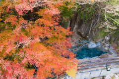 露天風呂にかかるもみじ。　温泉の故の暖かさでしょうか・・・なかなか紅葉しません。ただ時を迎えると青々としていた葉が瞬く間に赤く染まり落葉します。
摂津峡で一番見頃が短いもみじですね。(2020年12月撮影)