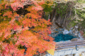 露天風呂にかかるもみじ。　温泉の故の暖かさでしょうか・・・なかなか紅葉しません。ただ時を迎えると青々としていた葉が瞬く間に赤く染まり落葉します。
摂津峡で一番見頃が短いもみじですね。(2020年12月撮影)