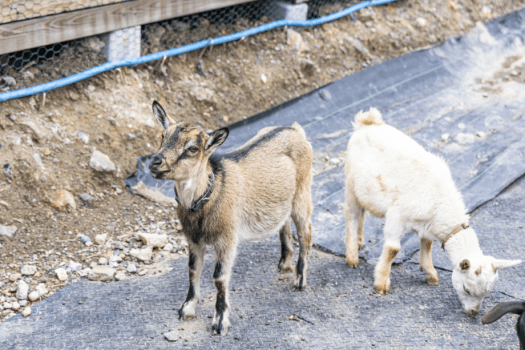 【1日満喫】バギー・カヌー・動物ふれあい・釣り体験までまとめて楽しめる！MOUNTQ遊びつくし放題！<日帰りプラン>