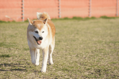 ドッグスイート<6Mドームテント>