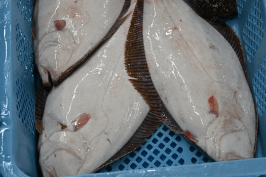 請戸漁港で水揚げされた魚一例