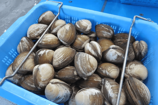 請戸漁港で水揚げされた魚貝類