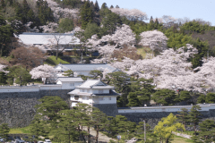 二本松桜の名所　霞ヶ城公園