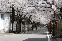 二本松桜の名所　岳温泉　桜坂　当館から徒歩5分　例年4月中旬～下旬が見頃です