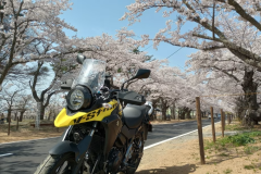 福島桜の名所　夜の森公園　富岡町